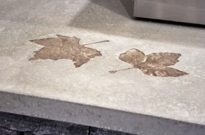 leafs embedded in concrete countertops