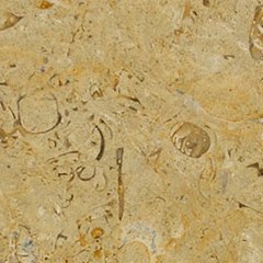 gold limestone tile with fossils embedded in surface