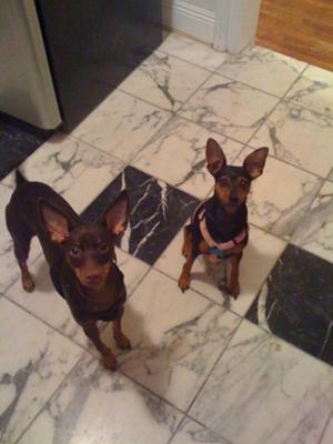 Marble Floor Tile
